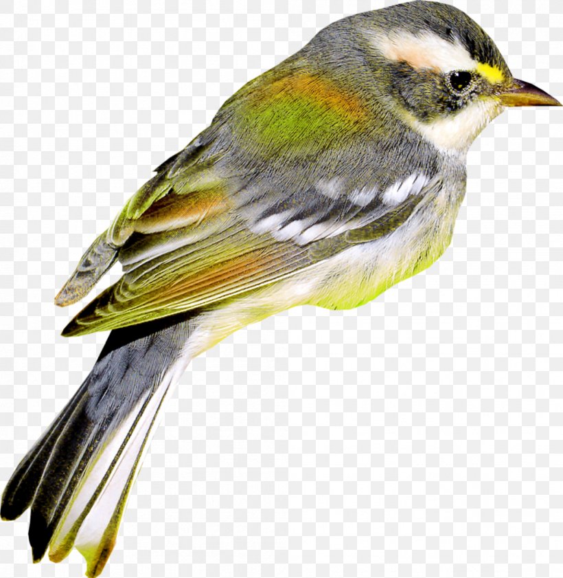 House Sparrow Bird Common Nightingale Finches, PNG, 998x1024px, Sparrow, American Sparrow, American Sparrows, Beak, Bird Download Free