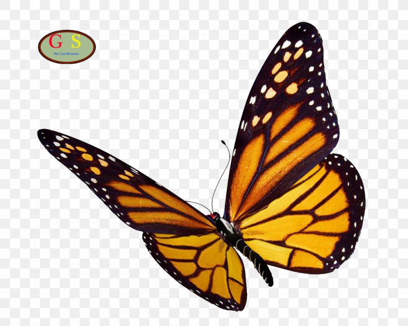 Monarch Butterfly Clip Art, PNG, 1000x800px, Butterfly, Arthropod, Brush Footed Butterfly, Butterflies And Moths, Greta Oto Download Free