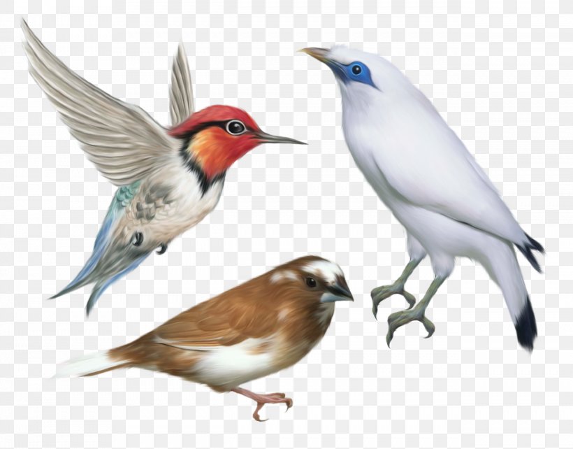 Bird Desktop Wallpaper Clip Art, PNG, 2542x1991px, Bird, Beak, Data, Fauna, Feather Download Free