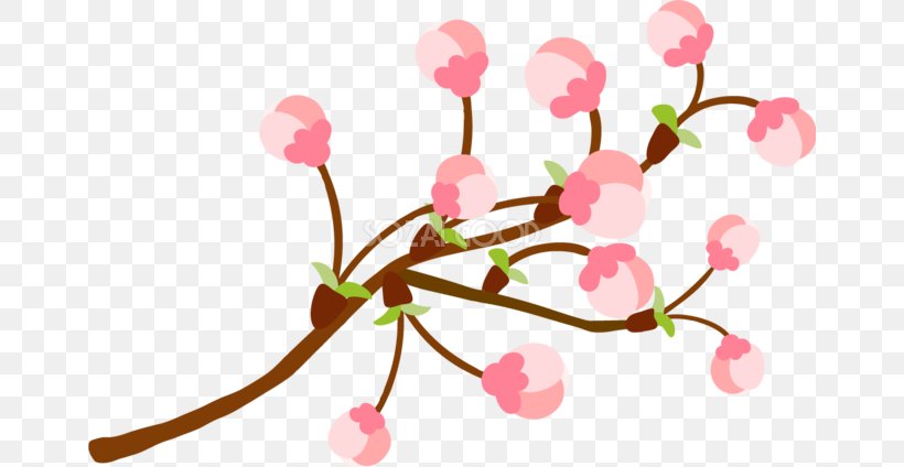 Cherry Blossom Illustration Flower Design, PNG, 660x424px, Cherry Blossom, Anthesis, Blossom, Branch, Flora Download Free