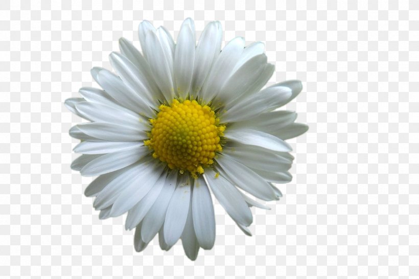 Flower Common Daisy Petal White, PNG, 1280x853px, Flower, Annual Plant, Aster, Black And White, Chamaemelum Nobile Download Free
