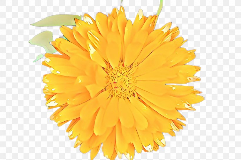 Flowers Background, PNG, 2455x1628px, Cartoon, Calendula, Chrysanthemum, Chrysanths, Color Download Free