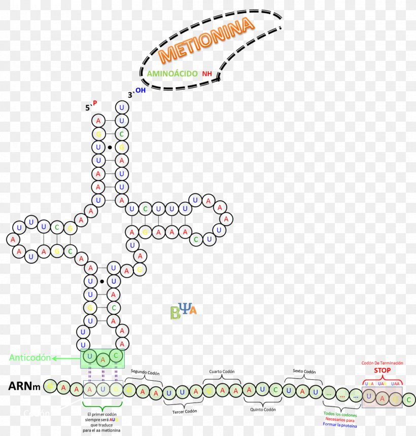 Transfer RNA Translation Codon Ribosome, PNG, 1525x1600px, Transfer Rna, Animal, Area, Body Jewelry, Codon Download Free