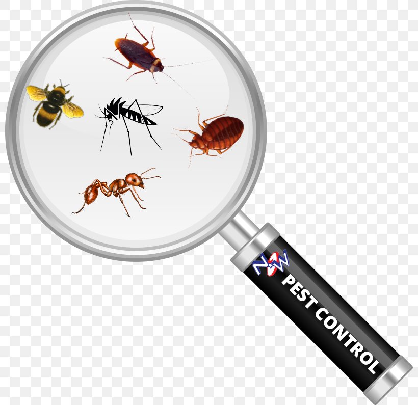 Cockroach Insect Magnifying Glass Pest Control Bed Bug, PNG, 800x795px, Cockroach, Bed Bug, Bed Bug Control Techniques, Bee Removal, Glass Download Free