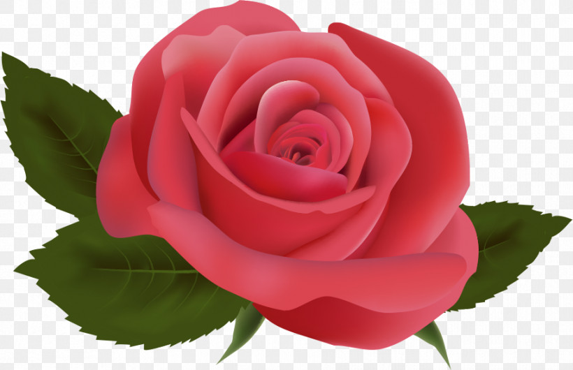 One Flower One Rose Valentines Day, PNG, 911x589px, One Flower, Annual Plant, Camellia, China Rose, Closeup Download Free