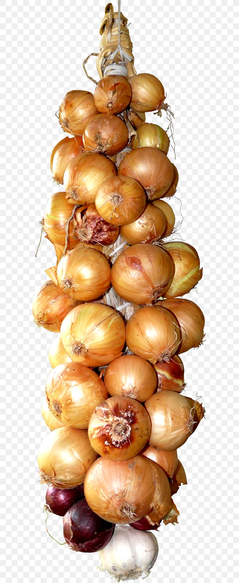 Onion Garlic Vegetable Clip Art, PNG, 595x1998px, Onion, Allium, Allium Scorodoprasum, Finger Food, Food Download Free