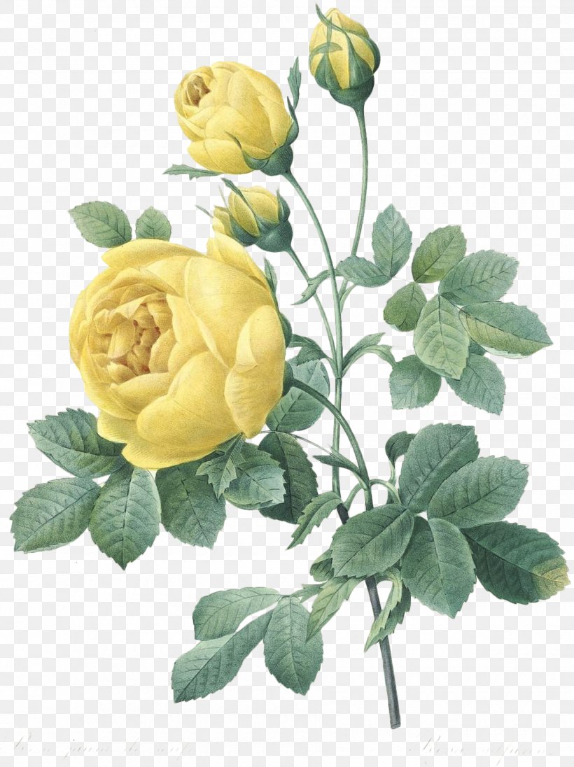 Rose Printing Greeting & Note Cards Yellow, PNG, 1800x2406px, Rose, Art, Botanical Illustration, Cut Flowers, Flower Download Free