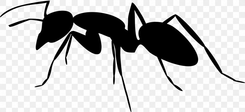 Ant Silhouette Clip Art, PNG, 2400x1097px, Ant, Arthropod, Artwork, Black And White, Drawing Download Free