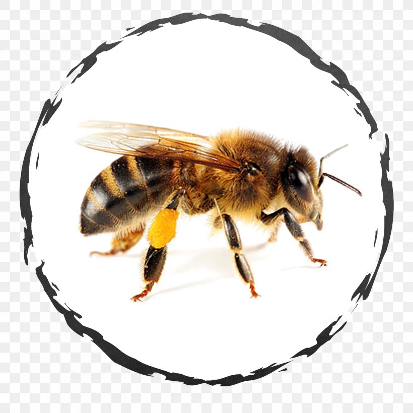 Bee Removal Image Health Honey Bee, PNG, 1500x1500px, Bee, Alvin And The Chipmunks, Arthropod, Bee Removal, Beeswax Download Free