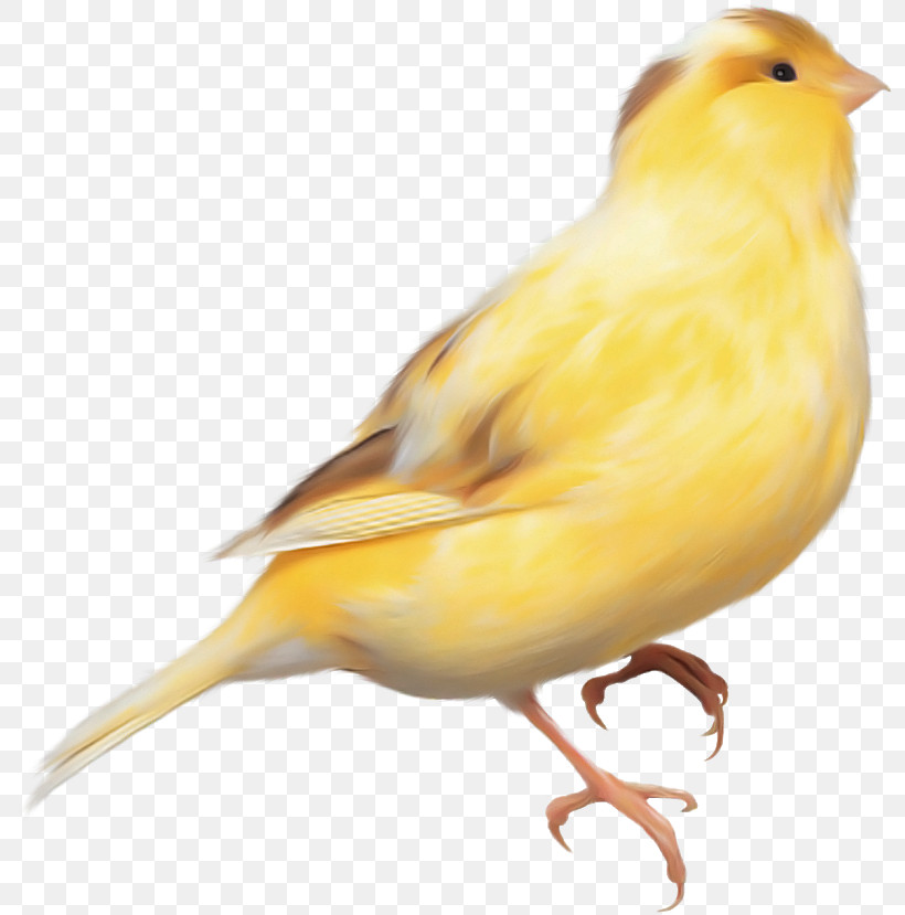 Bird Atlantic Canary Canary Beak Finch, PNG, 800x829px, Bird, Atlantic Canary, Beak, Canary, Emberizidae Download Free
