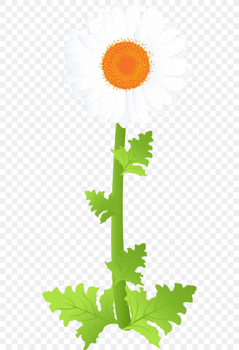 Chrysanthemum White Clip Art, PNG, 529x1200px, Chrysanthemum, Architecture, Bud, Cover Art, Daisy Family Download Free