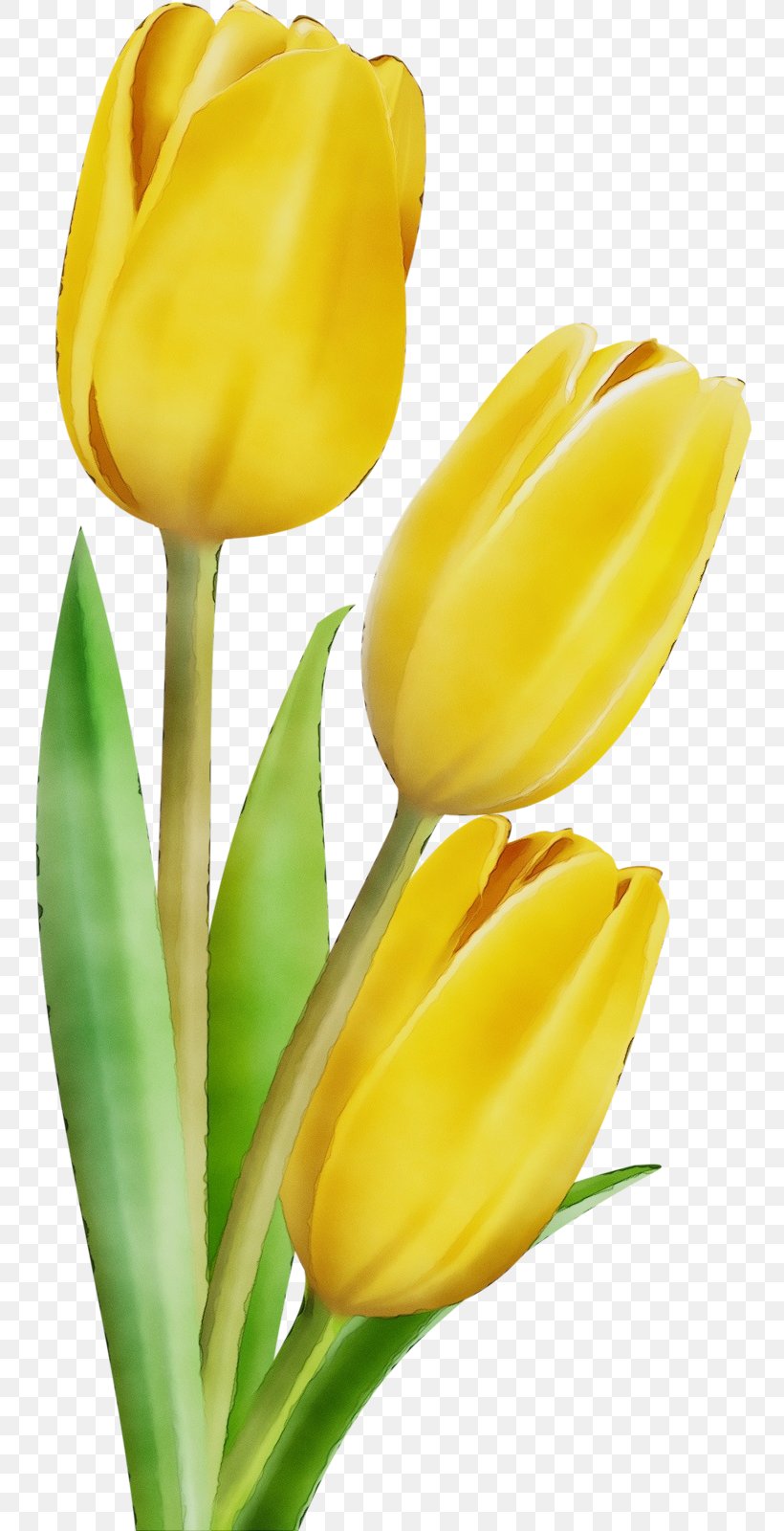Lily Flower Cartoon, PNG, 753x1600px, Watercolor, Botany, Bud, Closeup, Cut Flowers Download Free