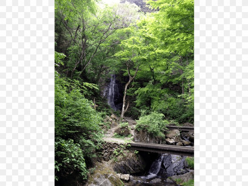 Rainforest Valdivian Temperate Rain Forest Waterfall Stream Vegetation, PNG, 1200x900px, Rainforest, Biome, Body Of Water, Chute, Creek Download Free