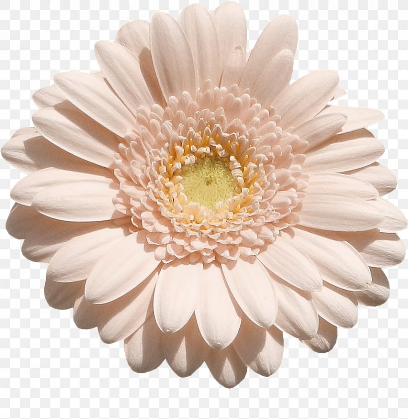 Transvaal Daisy Chrysanthemum Cut Flowers, PNG, 856x880px, 2017, Transvaal Daisy, Asterales, Chrysanthemum, Chrysanths Download Free