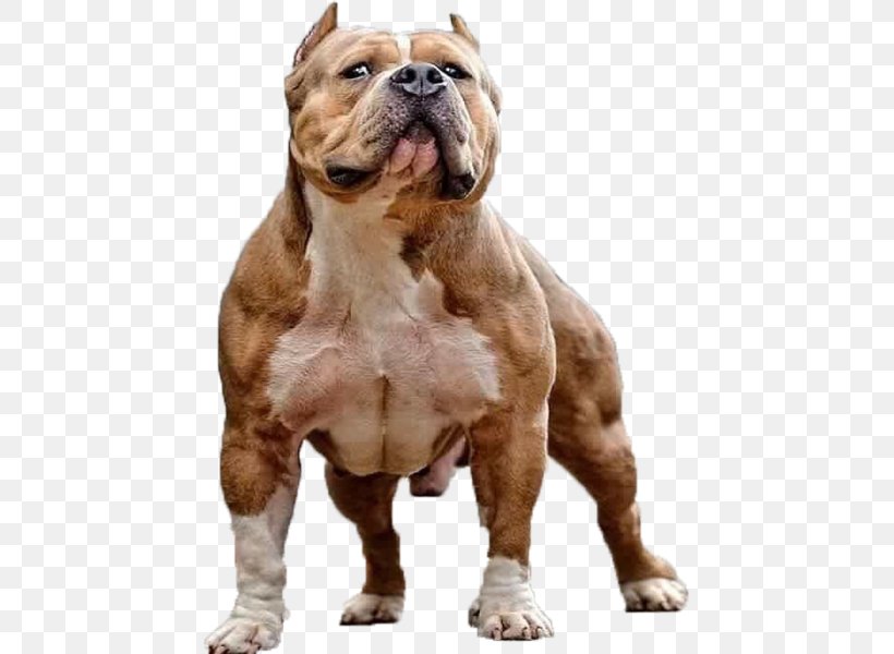 American Pit Bull Terrier American Bully Rottweiler, PNG, 445x600px, Pit Bull, American Bulldog, American Bully, American Pit Bull Terrier, Australian Bulldog Download Free
