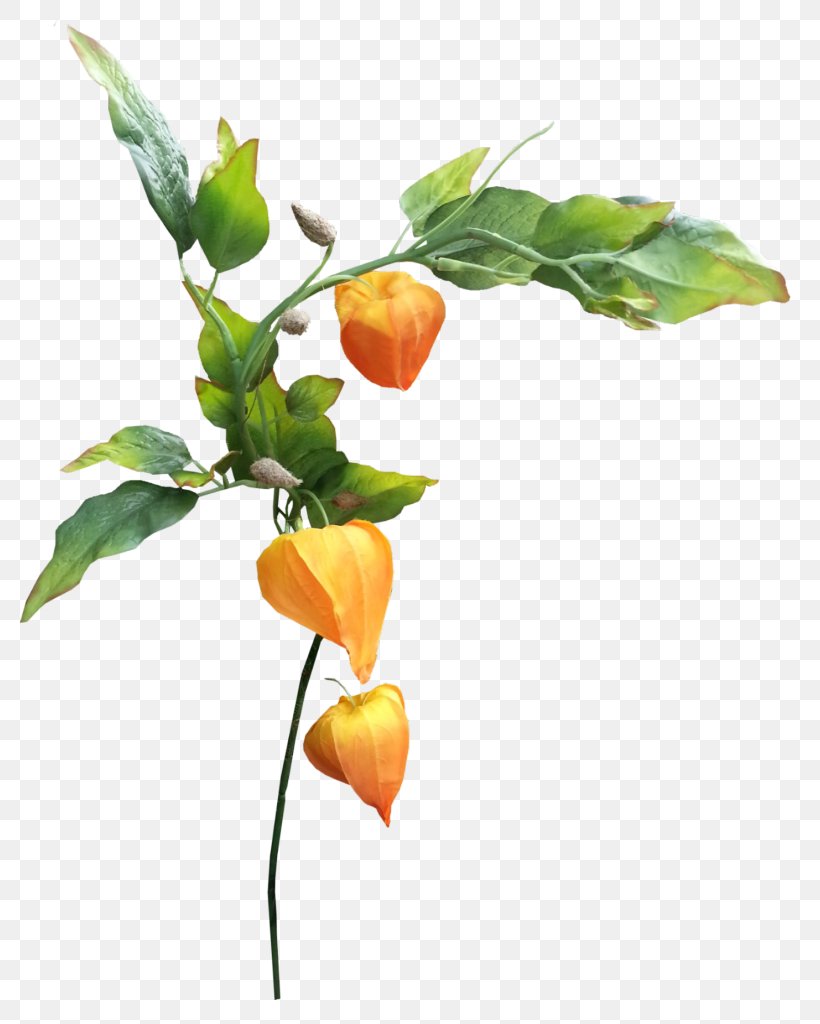 Chinese Lantern Peruvian Groundcherry Fruit Autumn, PNG, 806x1024px, Chinese Lantern, Autumn, Bell Peppers And Chili Peppers, Berries, Berry Download Free