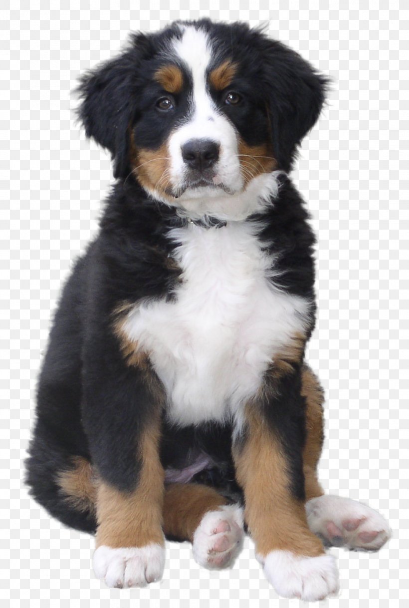 Dog Puppy Pet Cat, PNG, 933x1386px, Bernese Mountain Dog, Breed Group Dog, Canidae, Carnivoran, Cat Download Free