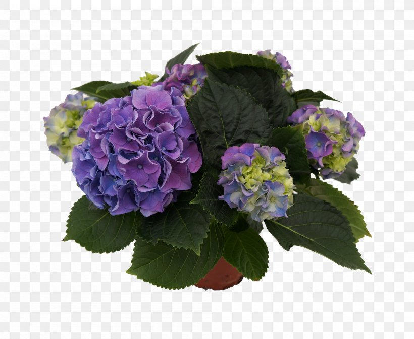 Hydrangea Cut Flowers Floral Design Violet, PNG, 2000x1642px, Hydrangea, Annual Plant, Cornales, Cut Flowers, Floral Design Download Free