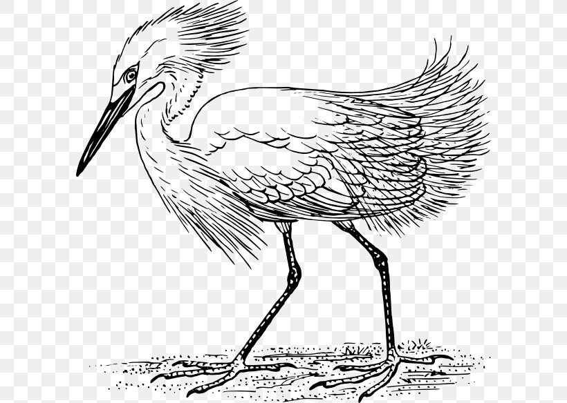 Heron Great Egret Bird Clip Art, PNG, 600x584px, Heron, Art, Artwork, Beak, Bird Download Free