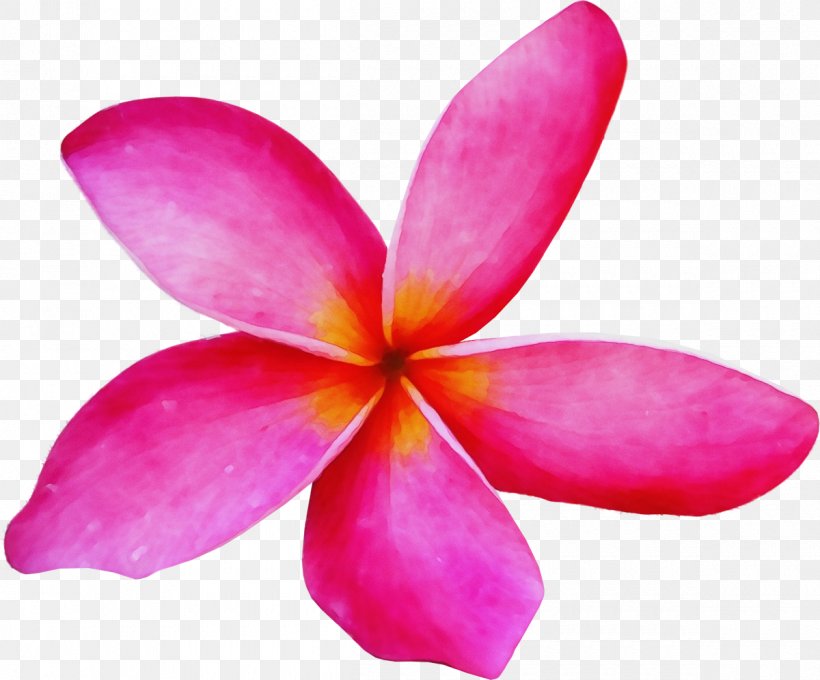 Petal Flower Frangipani Pink Plant, PNG, 1200x996px, Watercolor, Cattleya, Flower, Flowering Plant, Frangipani Download Free