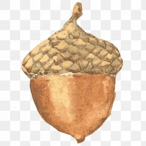 Acorn - Acorn Sticker Nut Clip Art PNG
