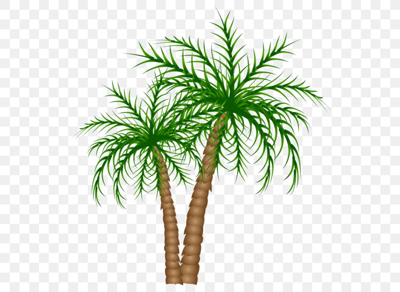 Arecaceae Tree Date Palm Clip Art, PNG, 538x600px, Arecaceae, Arecales, Asian Palmyra Palm, Borassus Flabellifer, Coconut Download Free