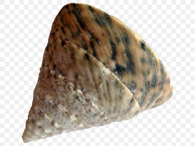 Conchology Seashell Gastropods Malacology Snail, PNG, 1024x768px, Conchology, Biology, Caracola, Carapace, Gastropods Download Free