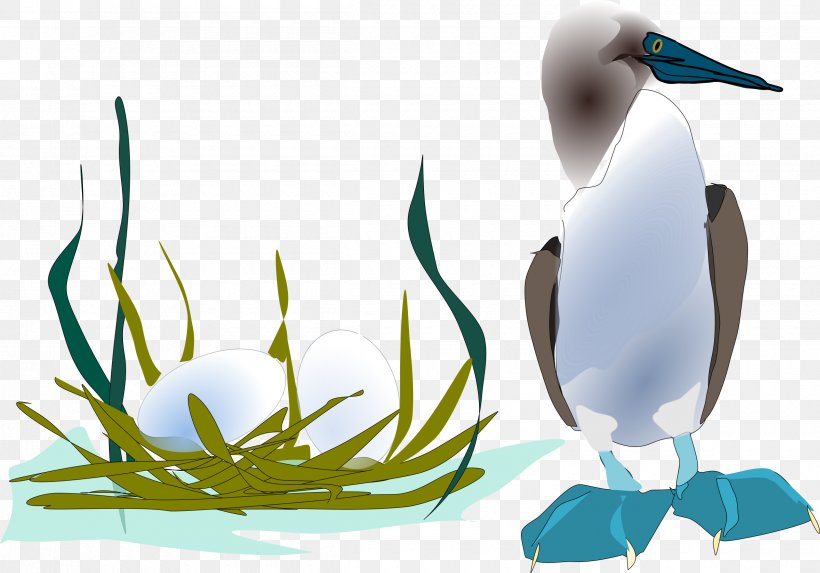 Seabird Gulls Blue-footed Booby Penguin, PNG, 2400x1679px, Bird, Albatross, Beak, Bird Nest, Bluefooted Booby Download Free