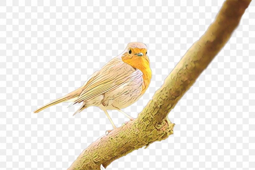 Twig Background, PNG, 1124x750px, Finches, Atlantic Canary, Beak, Bird, Branch Download Free
