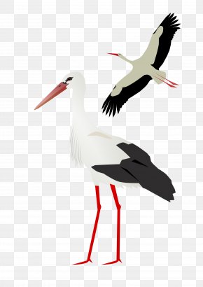 Stork - White Stork PNG