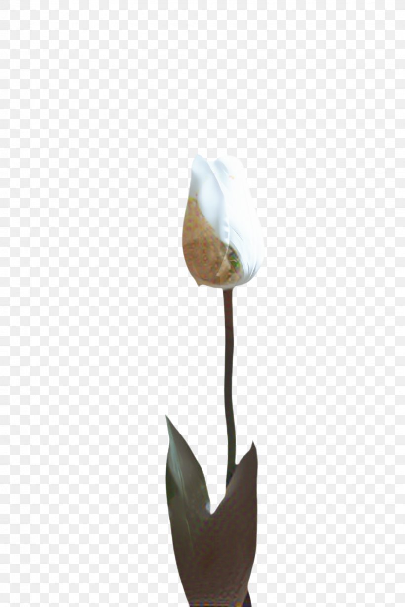 Blossom Background, PNG, 1632x2445px, Tulip, Alismatales, Anthurium, Arum, Arum Family Download Free