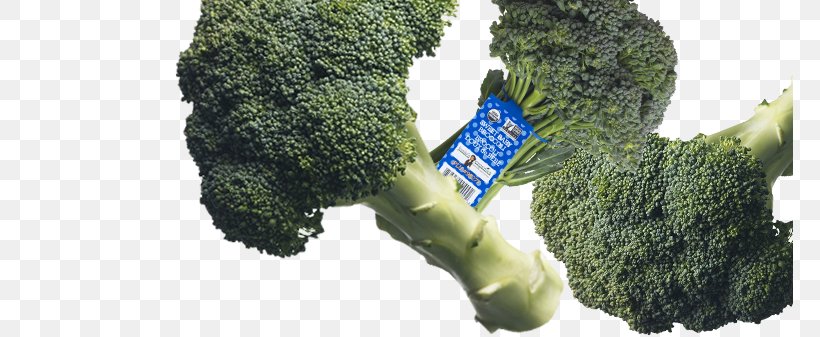 Broccolini Salad Organic Food Collard Greens, PNG, 767x337px, Broccoli, Beetroot, Biome, Brassica Oleracea, Broccolini Download Free