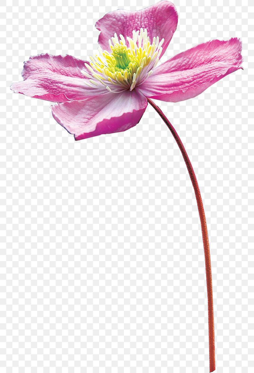 Drawing Flower Watercolor Painting, PNG, 758x1200px, Drawing, Creativity, Cut Flowers, Designer, Flora Download Free