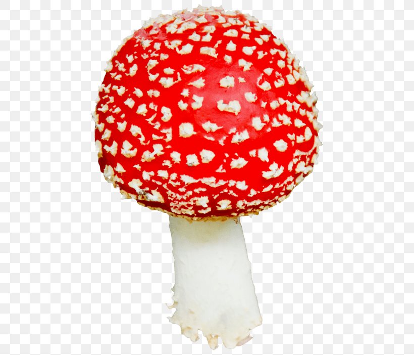Edible Mushroom Clip Art Common Mushroom, PNG, 480x702px, Mushroom, Agaric, Common Mushroom, Edible Mushroom, Fungus Download Free
