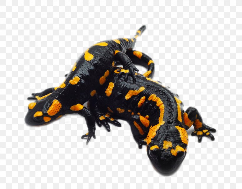 Fire Salamander Lizard Reptile Giant Salamander, PNG, 823x643px, Salamander, Amphibian, Animal, Cat, Chinese Giant Salamander Download Free