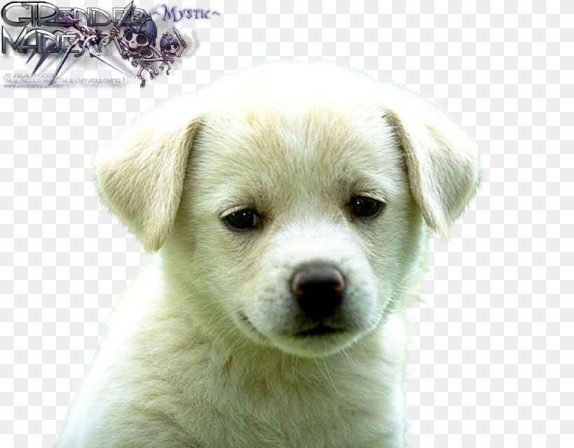 Puppy Labrador Retriever Golden Retriever American Eskimo Dog Cat, PNG, 1024x800px, Puppy, American Eskimo Dog, Animal, Breed, Carnivoran Download Free