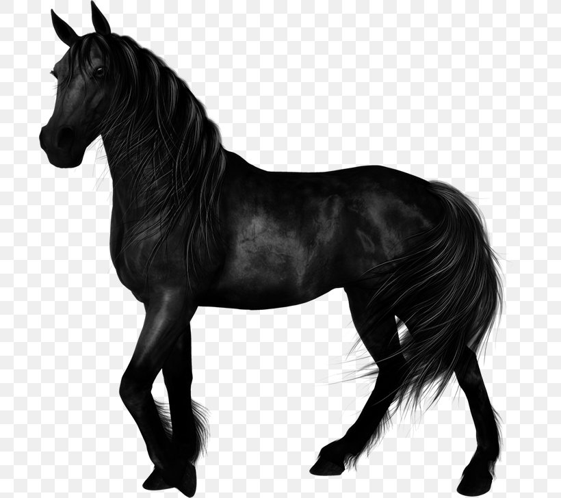 Stallion Mustang Arabian Horse Foal Mare, PNG, 706x728px, Stallion, Akhalteke, Arabian Horse, Black, Black And White Download Free