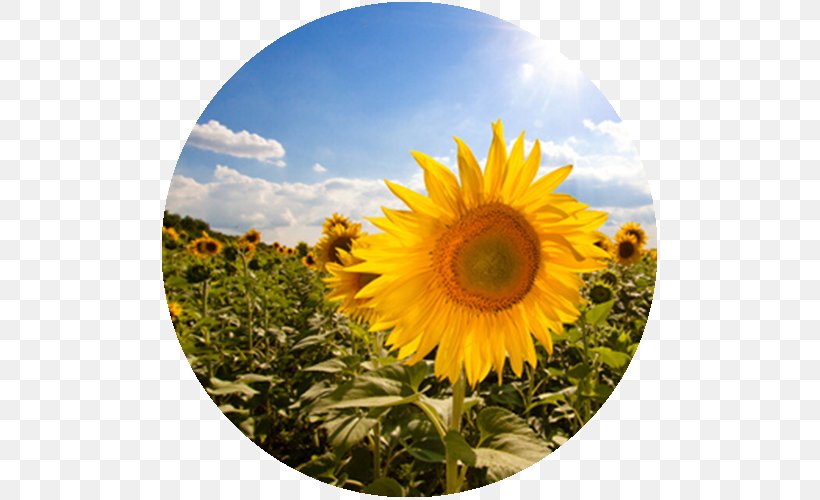 Common Sunflower Sunflower Seed Sunflower Oil HoriZen, PNG, 500x500px, Common Sunflower, Asterales, Cultivo, Daisy Family, Field Download Free