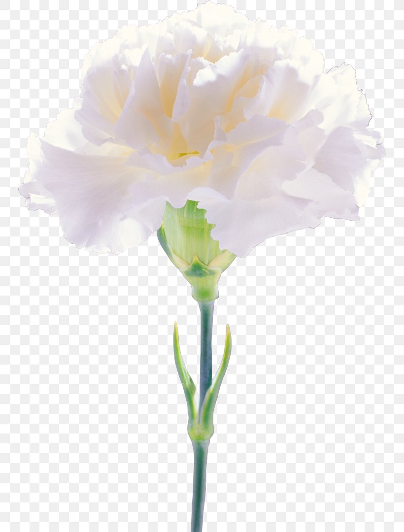 Cut Flowers Carnation Clip Art, PNG, 748x1080px, Flower, Artificial Flower, Bamboo, Carnation, Copyright Download Free