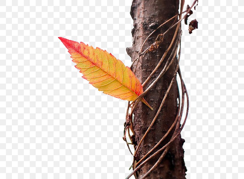GIF Animation Photography Image Autumn, PNG, 600x600px, 2018, Animation, Autumn, Branch, Daytime Download Free