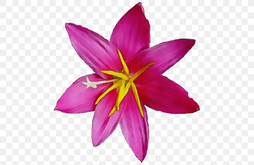 Petal Flower Pink Plant Purple, PNG, 480x532px, Watercolor, Crocus, Flower, Magenta, Paint Download Free