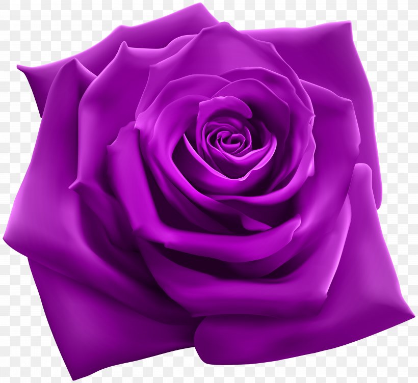 Rose Purple Pink Clip Art, PNG, 5000x4586px, Rose, Blue Rose, Color, Cut Flowers, Drawing Download Free
