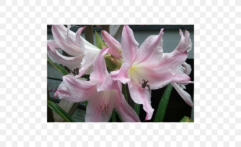 Amaryllis Crinum Jersey Lily Iris Family Pink M, PNG, 500x500px, Amaryllis, Amaryllis Belladonna, Amaryllis Family, Crinum, Daylily Download Free