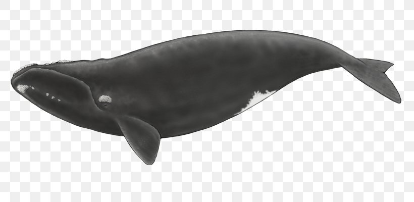 Cetacea Toothed Whale North Atlantic Right Whale North Pacific Right Whale Southern Right Whale, PNG, 800x400px, Cetacea, Balaenidae, Baleen, Baleen Whale, Beluga Whale Download Free