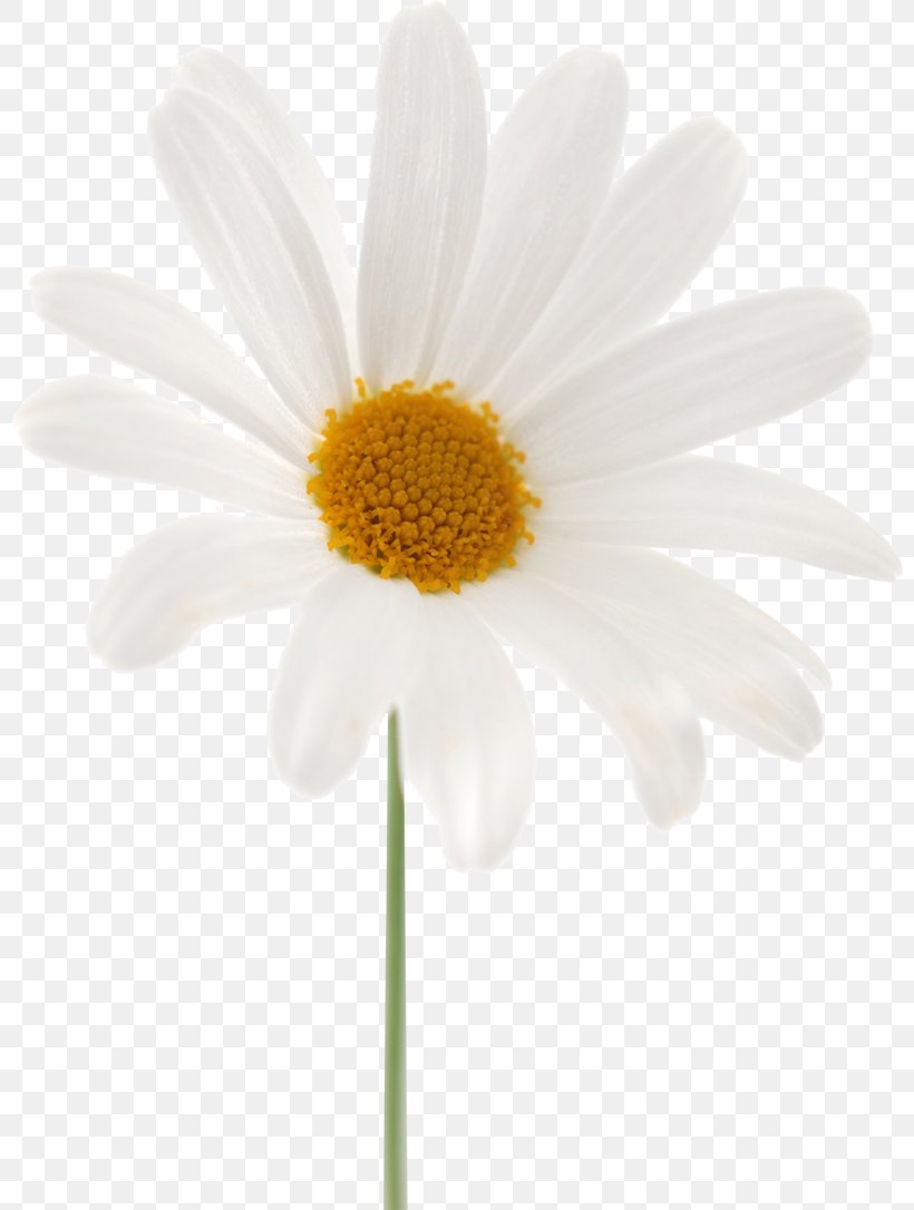 Common Daisy Oxeye Daisy Marguerite Daisy Chrysanthemum Roman Chamomile, PNG, 800x1086px, Common Daisy, Chamaemelum Nobile, Chamomiles, Chrysanthemum, Chrysanths Download Free