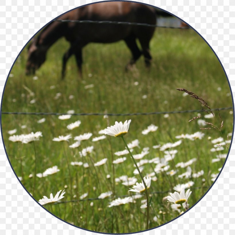 Ecosystem Fauna Meadow Lawn, PNG, 875x874px, Ecosystem, Fauna, Grass, Grassland, Grazing Download Free