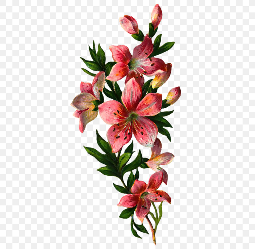 Flower Lily Plant Peruvian Lily Petal, PNG, 380x800px, Flower, Cut Flowers, Lily, Peruvian Lily, Petal Download Free