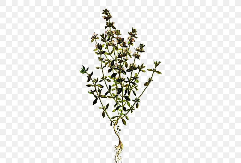 Garden Thyme Breckland Thyme Lamiaceae Essential Oil, PNG, 500x556px, Garden Thyme, Aroma, Branch, Breckland Thyme, Essential Oil Download Free