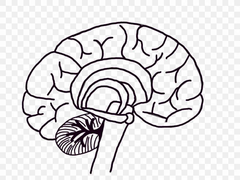 Human Brain Neuron Neuroscience, PNG, 1600x1200px, Watercolor, Cartoon, Flower, Frame, Heart Download Free