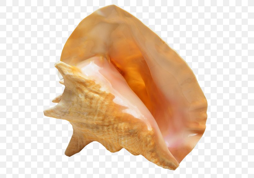 Noclegi W Kou0142obrzegu, PNG, 561x573px, Biology, Clams Oysters Mussels And Scallops, Conch, Conchology, Description Download Free
